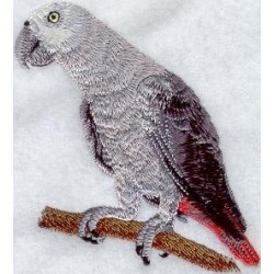 papoušek - africký šedý