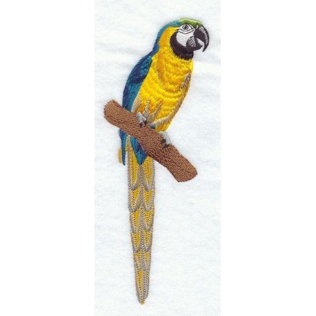 modro žlutý papoušek