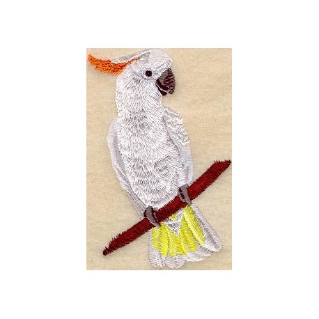 papoušek kakadu