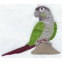 papoušek - pyrura zelenolící