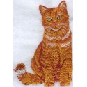 britská oranžová mourovatá kočka