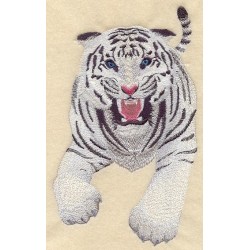 tygr v útoku -bílý i klasické zbarvení